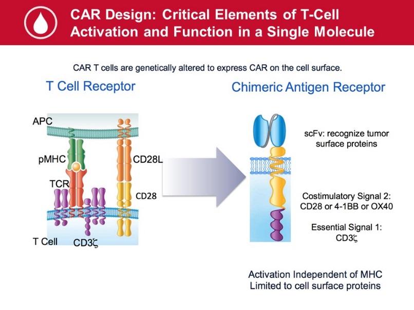Antigen receptor is essentially a receptor on the cell that targets an antigen on the tumor cell. And these are T-cells.