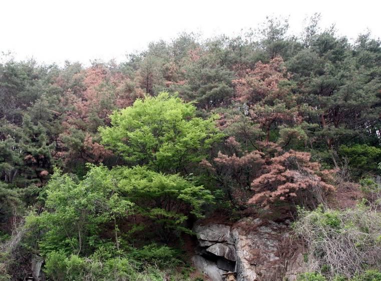 Dieback of Pine trees Pinus densiflora