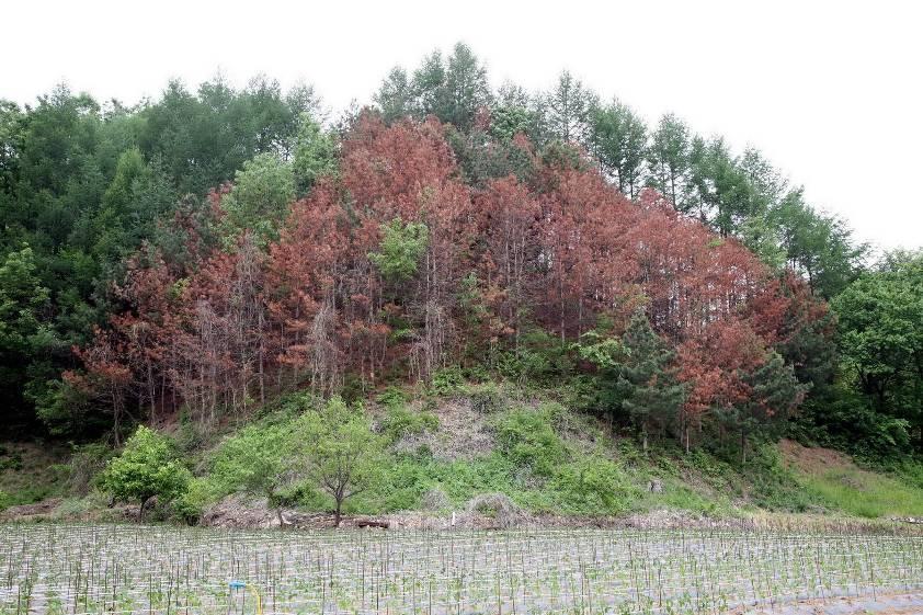 Pinus koraiensis plantation Quercus variabilis Larix leptolepis Southern
