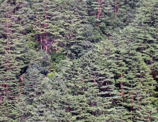 Area (1,000 ha) Needs of Forest Structure Improvement 1,200.00 1,000.00 Conifer Deciduous Mixed 800.00 600.00 400.00 200.