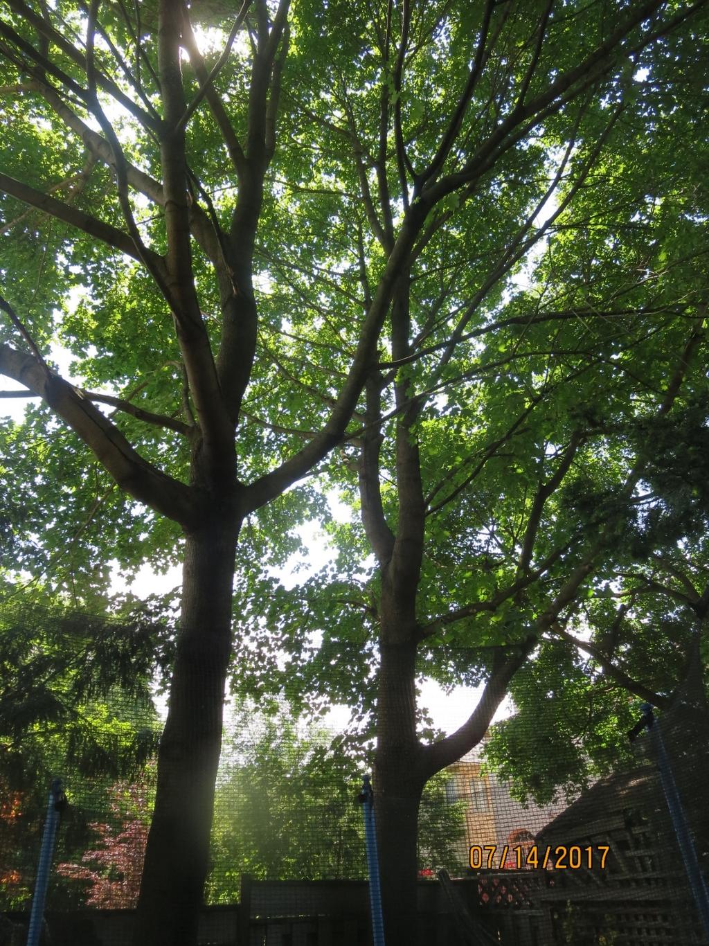 Attachment 1- Photograph of the Norway maple tree, located on the right, measuring 42