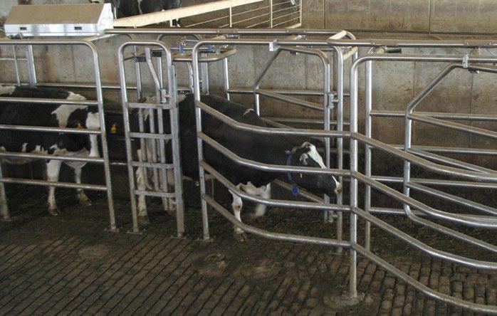 They can be installed one after the other or grouped as a cluster to increase the number of cows sorted and minimize