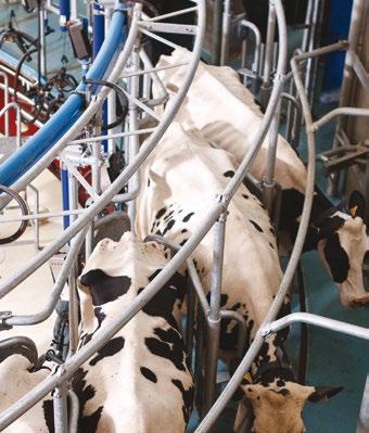 Milking routines are made easier by the unobstructed access to the udders and the adjustable speed control of the rotary.
