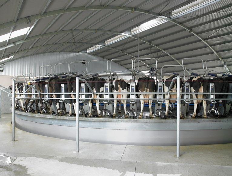 Cows are quick to learn the entry and exit routines and are happy to follow them. Low cabinet design encourage cows to enter the platform faster and make it easier for them to leave the platform.