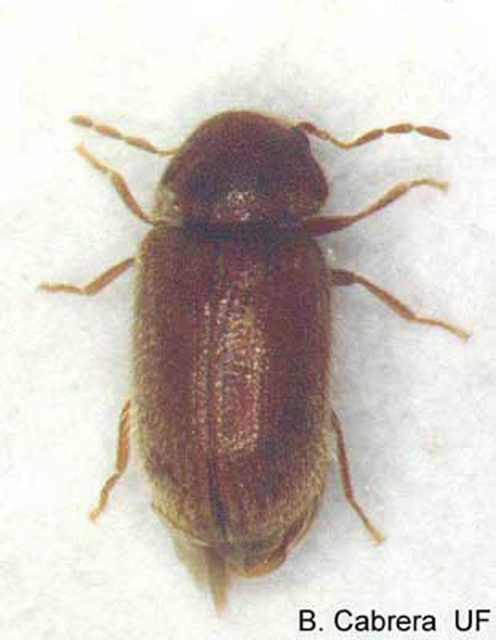 EENY-228 Drugstore Beetle, Stegobium paniceum (L.) (Insecta: Coleoptera: Anobiidae) 1 Brian J. Cabrera 2 Introduction There are over 1000 described species of anobiids.