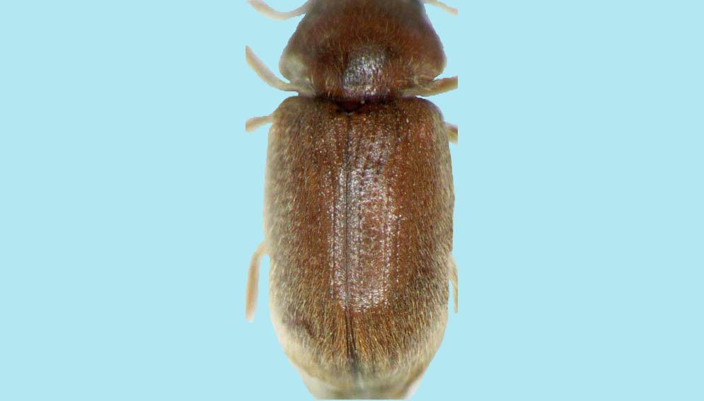 They are similar to cigarette beetle larvae, but have shorter hairs and the marking on the