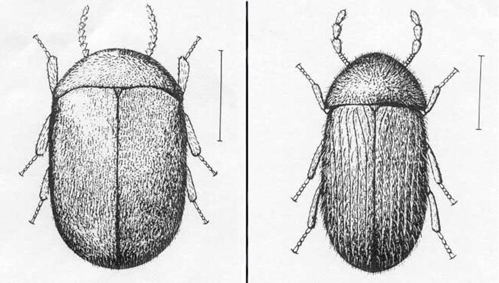 Serrated antennae of a cigarette beetle, Lasioderma serricorne (F.