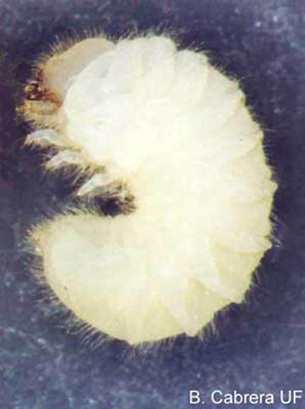 Figure 5. Larva of the drugstore beetle, Stegobium paniceum (L.). Figure 3.