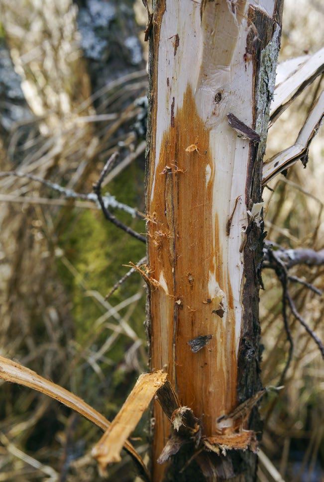 Branch lesion caused by an aerial Phytophthora austrocedri