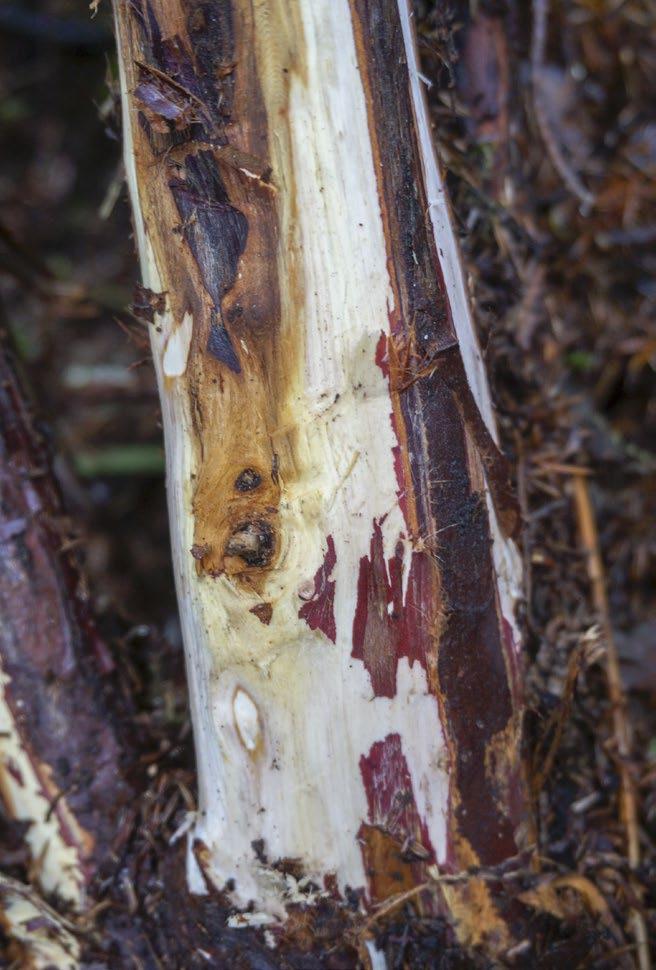 Yellow periphery Lesion with yellow periphery caused by Phytophthora