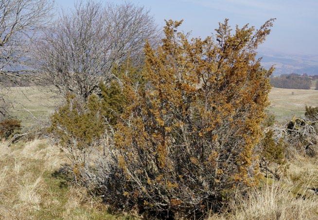 Discoloured foliage of dying juniper that has been infected by