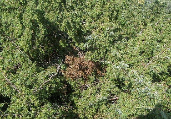 Discoloured and dying foliage associated with a Phytophthora austrocedri bark infection on a juniper branch.