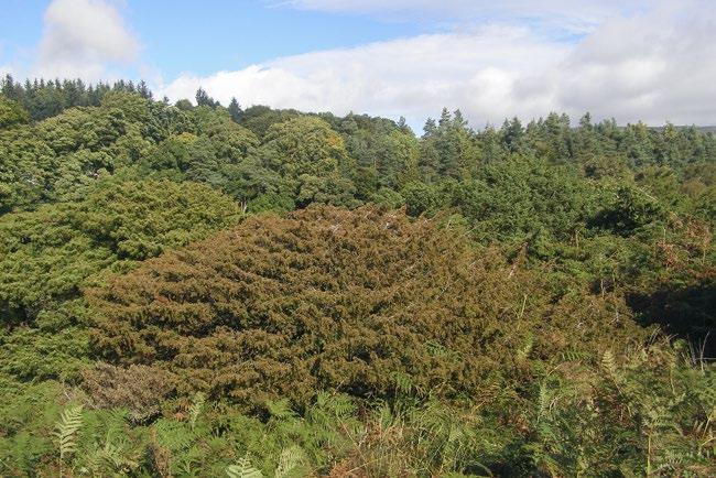 Phytophthora austrocedri Healthy juniper foliage Foliage turning brown as the juniper bush is killed by Phytophthora