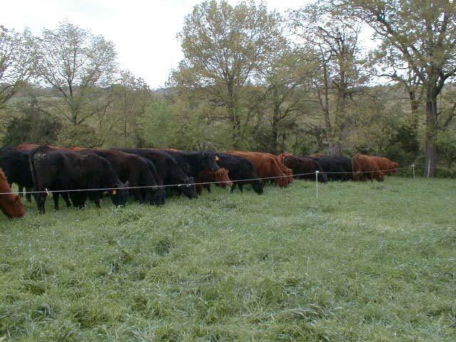 Cows intensively graze
