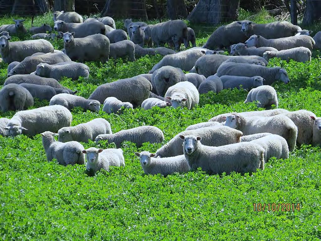 ewes and lambs grazing Bonavaree Oct 2014 a.
