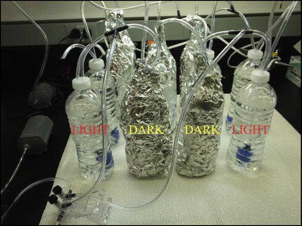 Figure. General setup of a -bottle bioreactor system, varying only light regime(: h, light:dark) across reactors.