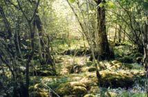 The dense woodland found here is visible in the