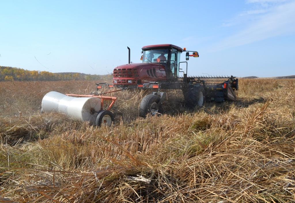 Cattail Harvesting 2012 MacDon windrower with 20 ft