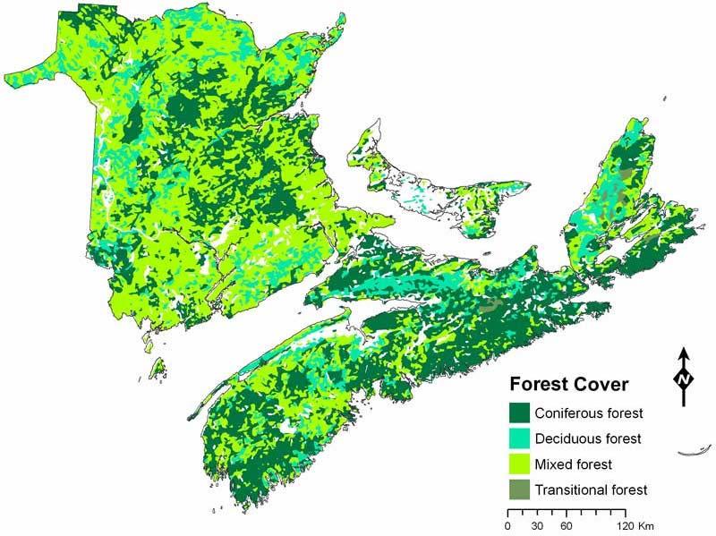 Forest Cover Maritime Provinces