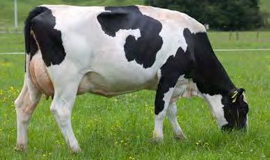 How we describe our cows Functional Fertile