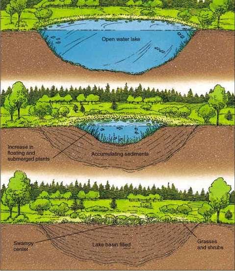 Aging of lakes Lakes and ponds go through a natural aging process called succession As lakes slowly fill with sediment