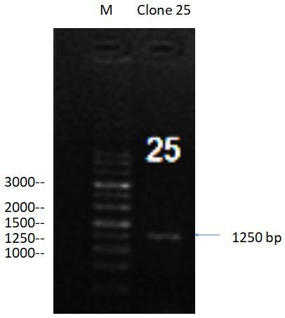 (2) 3' Junctional PCR (one primer from chromosomal outside of the 3' homology arm region, the other primer from the Cas9-plasmid region) Junction-PCR 3'F:agctatctggtctcccttcc Junction-PCR