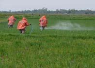Farmers can also use organic fertilizers together with the chemical fertilizers depending on