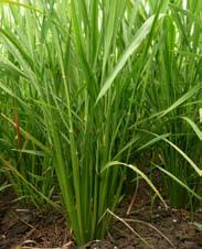 By July 2011, over 1,800 individuals had been trained on SRI. Generally, farmers in Mwea have proved that SRI increases rice yields and saves water. SRI rice obtained yields ranging 6.0 to 8.