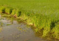 existing schemes. There is therefore need to consider water saving technologies and any intervention that will increase the productivity of rice and also save water is a welcome initiative.