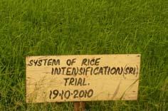What SRI is Not SRI is NOT a new type of rice. It does not modify the genetic make-up of rice. Also, SRI is NOT about growing upland rice varieties.