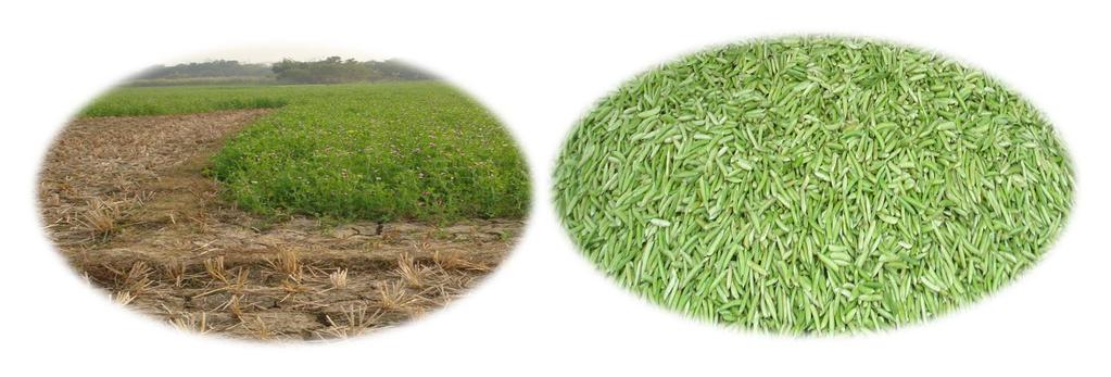 Take-Home Message Contribute to develop WL tolerant pea varieties for rice fallows in South Asia and duplex soil in Australia