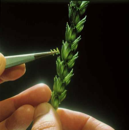 Hybridisation Techniques In conventional breeding, hybridisation of individual plants is made by hand (emasculation, then transfer of pollen from another wheat plant).