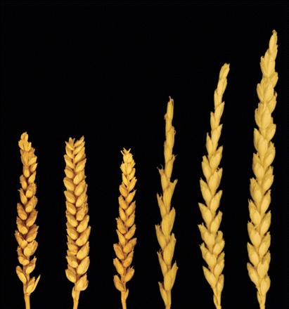 Increased Yield Through Improved Genetics Wheat is particularly complex cereal to study Genome is 30 x larger than that of rice and 5 x larger than the human genome Diversity means many beneficial