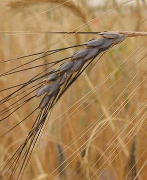 Widening the Search Many beneficial traits are likely to have been lost during domestication and subsequent developments Several major, publicly-funded research centres working on rejuvenating wheat