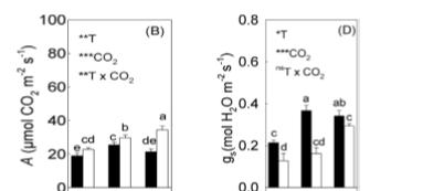 Elevated CO2 and high temperature interactions aco2 = 400 ppm