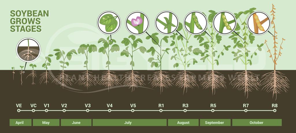 Soybean growth stages Reproductive stage is extremely sensitive to moisture, high temperature, nutrient, deficiencies, lodging, or