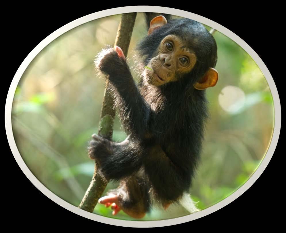 Threats to Conservation and Human Well Being Majority of the region unprotected - 75% of the chimpanzees living in general