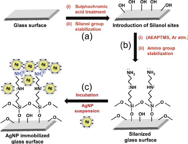 substrates are still useful for surrounding organisms after treatment Silanization - a