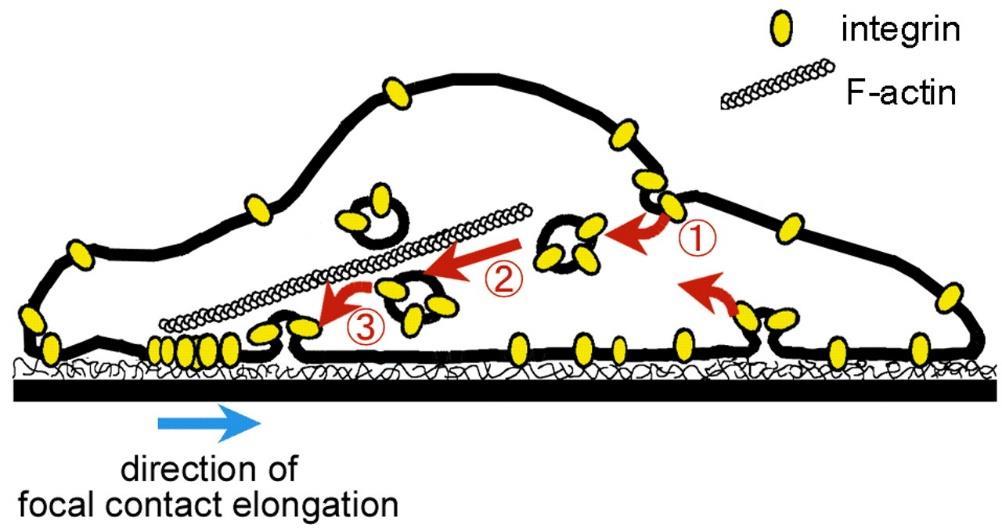 One of the most useful ways in immobilizing biomolecules is replacing the adsorbed protein layer with ligands for cell-surface adhesion receptors by adsorbing or covalently grafting them.