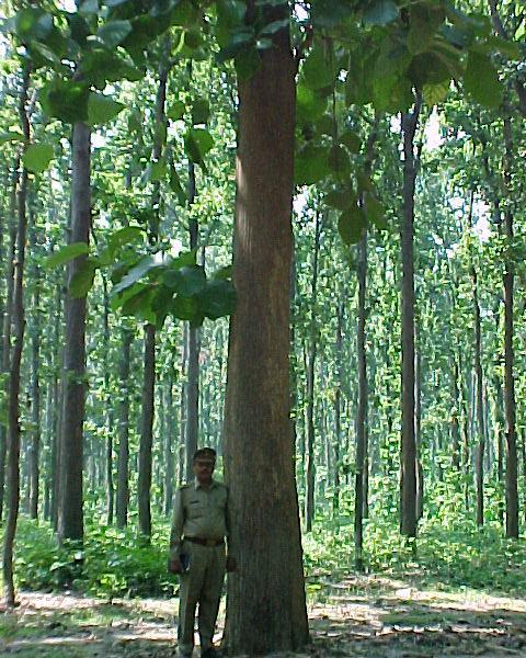 Retention of best trees as seed producer.