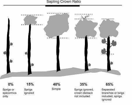 Trees with no crown by definition (epicormics or sprigs only) - After a sudden release or damage, a tree may have very dense foliage, but no crown.