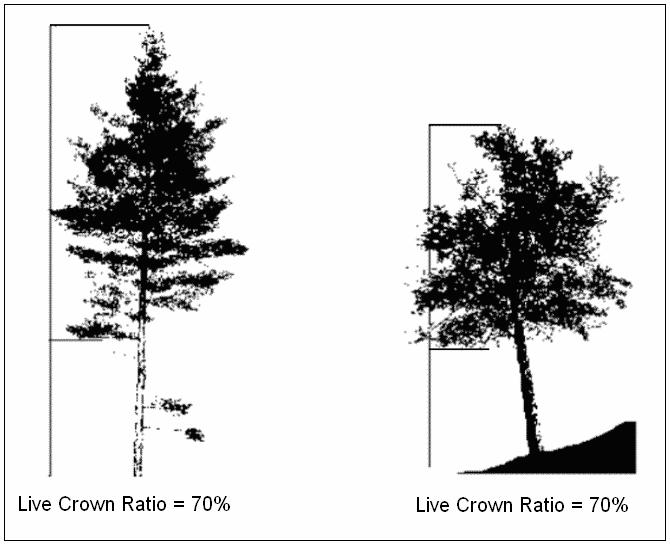 evaluated and move the card closer or farther from your eye until the 0 is at the live crown top and the 99 is at the base of the tree where it meets the ground.