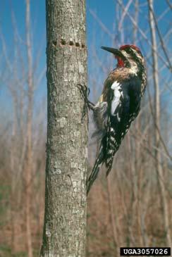 Woodpeckers and sapsuckers can cause damage similar in appearance