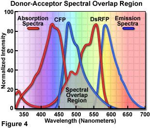 E T = 1 - (t DA /t D ) where t(da) is the donor lifetime in the presence of the acceptor and t(d) is the donor lifetime in the absence of the acceptor.