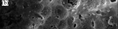 1 Microstructural characterization Figure 1 shows the surface microstructures of nimonic alloy substrate, glass-ceramic bond coating and 8YSZ top coating.
