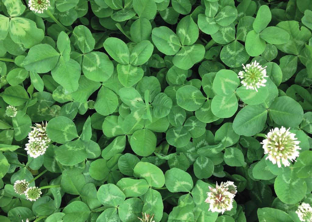 WHITE CLOVER Casper Casper white clover is an early variety with long and large leaflets. It shows strong winter productivity with high disease and pest resistance.