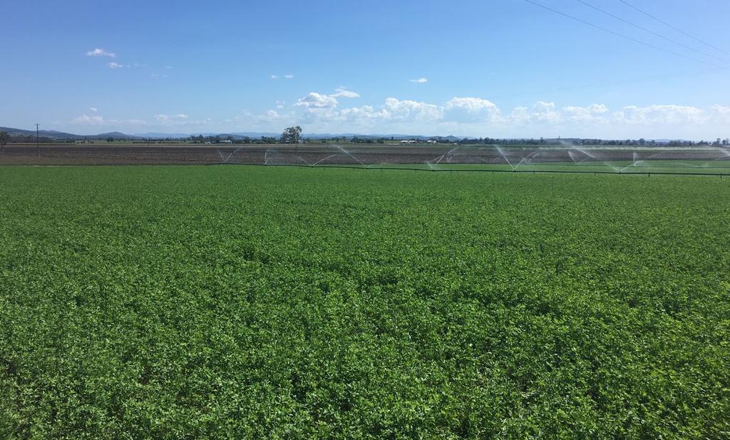 LUCERNE SW7403 SW7403 lucerne is a multi-purpose winter-active lucerne variety providing strong persistence and improved productivity, disease and pest resistance compared to other varieties.