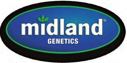 Midland Genetics gives you the freedom to choose from locally tested genetics including leading traits offered by Monsanto, Bayer, Dow and Syngenta.