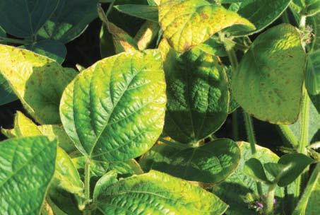 potassium (K) deficiency Chlorosis and necrosis of leaf margins characterize K deficiency Soybeans use large amounts of potassium (K). Approximately 1.