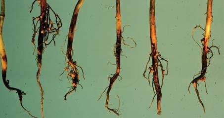 Seedling diseases symptoms can often be missed in the field. Includes diseases caused by Pythium, Phytophthora, Phomopsis and Rhizoctonia spp.